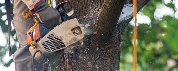 Trusted Belvidere, IL Tree Services Experts