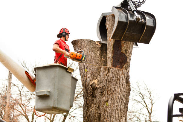 How Our Tree Care Process Works  in  Belvidere, IL